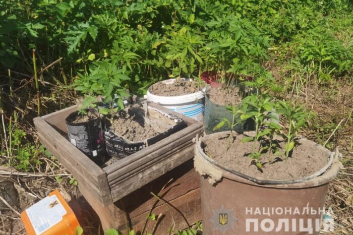 Regiunea Cernăuți: Polițiștii au reținut un tânăr care cultiva și creștea plante de cânepă la domiciliu