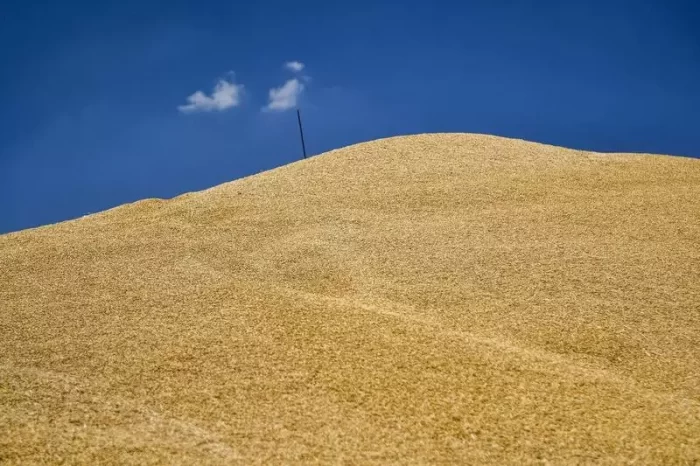 Care sunt țările dispuse să cumpere cerealele furate de ruși în Ucraina