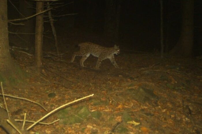 Râsul eurasiatic, identificat cu ajutorul unei foto-capcane într-un ocol silvic din Transcarpatia