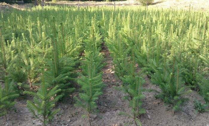 La o plantație din regiunea Cernăuți se cultivă aproape jumătate de milion de puieți de molid