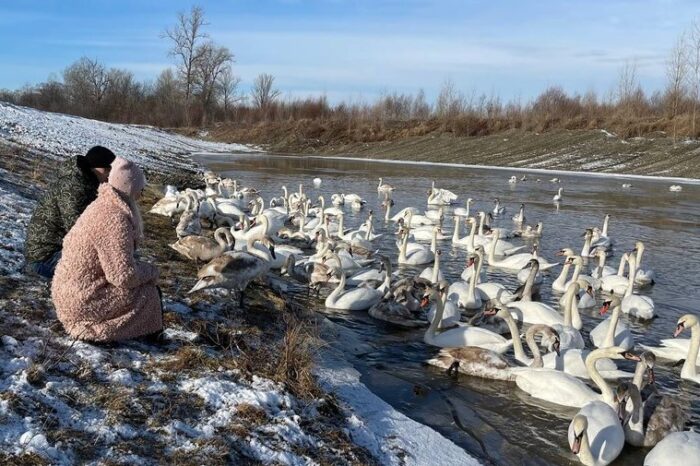 Sute de lebede au rămas să ierneze la lacul din Ciortoria, regiunea Cernăuți