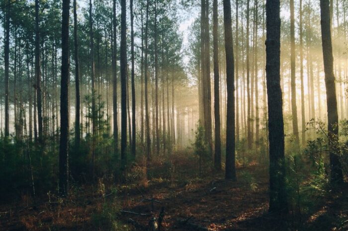 Vizitarea pădurilor, interzisă în regiunea Transcarpatia. Care sunt motivele acestei decizii