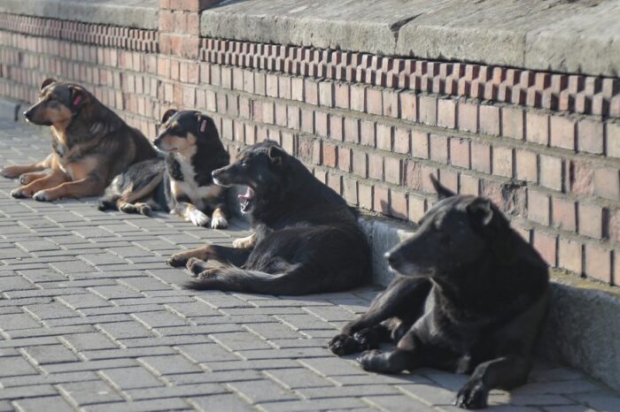 Echipe mobile de sterilizare a câinilor maidanezi în regiunea Cernăuți