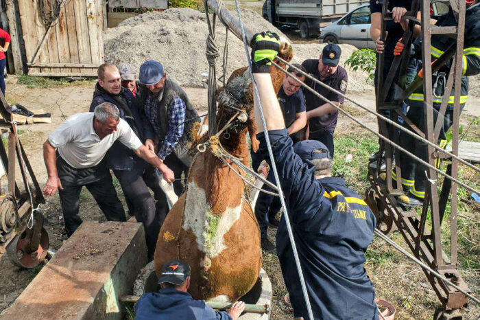 În comuna Vancicăuți, o vacă a căzut într-o fântână de 12 metri: animalul nu a putut fi salvat