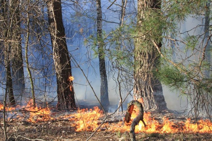 O femeie din regiunea Cernăuți care a declanșat un incendiu de 1,5 hectare va plăti despăgubiri de peste 700.000 de grivne