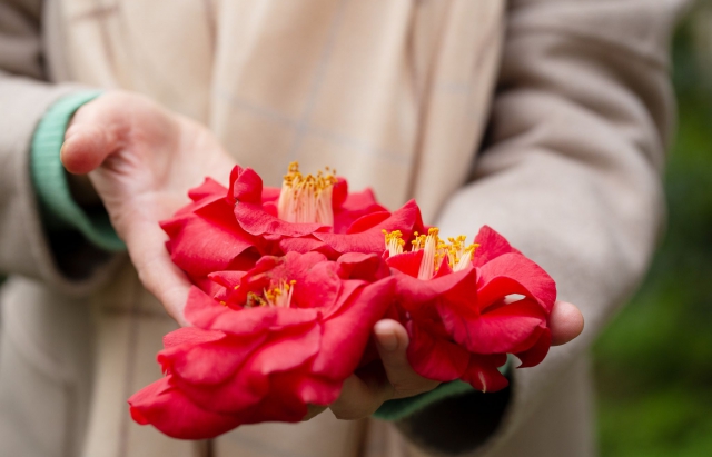 Fotografia zilei: Grădina Botanică din Ujgorod abundă  în culorile primăverii