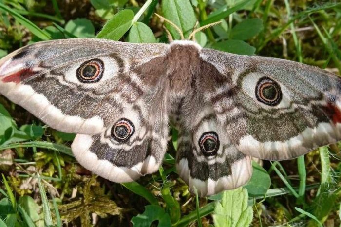 Cel mai mare fluture din Europa a fost descoperit în Transcarpatia. A apărut din cauza încălzirii anormale