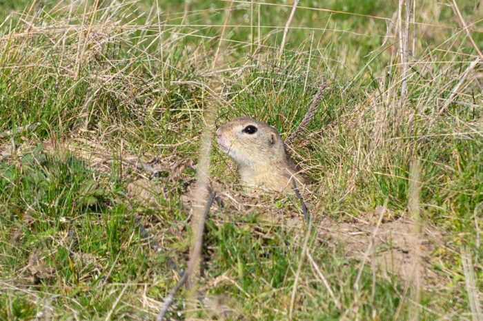 În regiunea Cernăuți a fost descoperit un animal considerat dispărut pe teritoriul Ucrainei