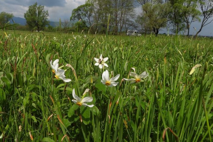 Valea Narciselor a început să înflorească în Transcarpatia