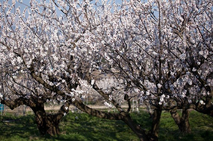 Temperaturi neobișnuit de scăzute pentru luna aprilie în regiunea Cernăuți