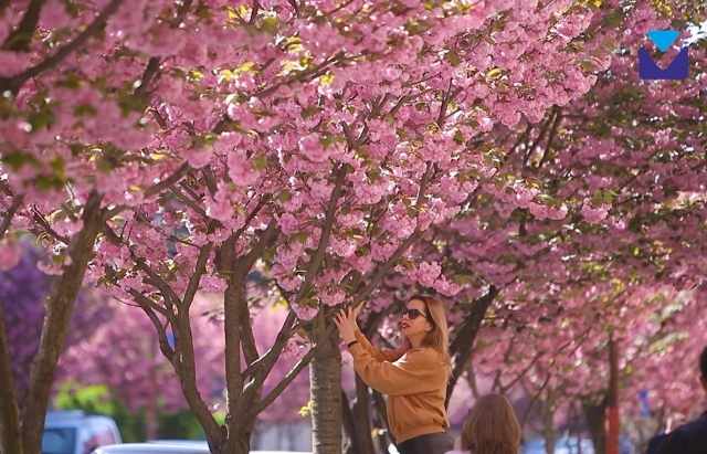 Sezonul de înflorire a vișinelor Sakura continuă în Transcarpatia: unde și când să vezi copaci japonezi de vișin  în floare