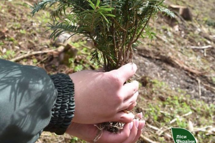 În regiunea Cernăuți, în această primăvară silvicultorii au plantat peste 2 milioane de arbori noi