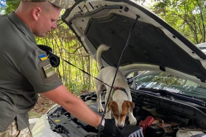 Un câine al grănicerilor din Transcarpatia a găsit droguri ascunse în mașina unui maghiar de 39 de ani.