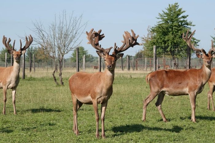 În Parcul Național „Sinevir” a început „sezonul tăcerii” din cauza perioadei boncănitului la cerbi.