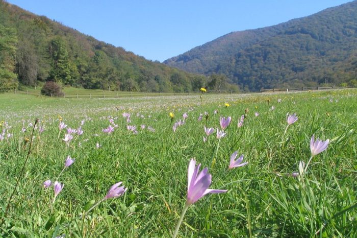 În Transcarpatia a început să înflorească brândușa de toamnă