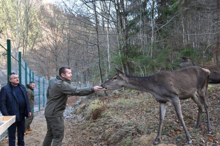 Centrul de salvare a cerbilor, deschis în Parcul Național „Sinevir” din Transcarpatia