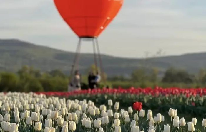 70 de soiuri de lalele pe un singur câmp